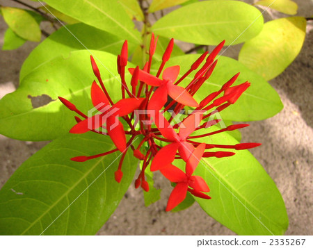 Santanka Santanka 2335267