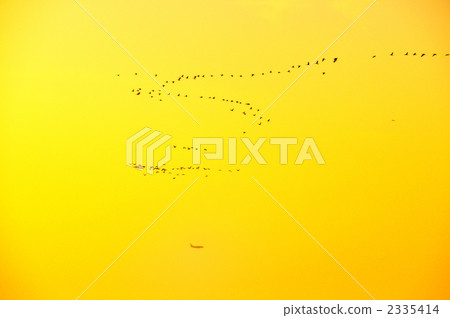 Form of cormorant formation flight Form of cormorant formation flight 2335414