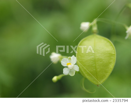 氣球藤花 2335794