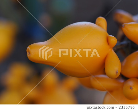 狐狸臉的果實 2335795