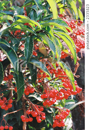 南部天空 紅莓 植物 2335823