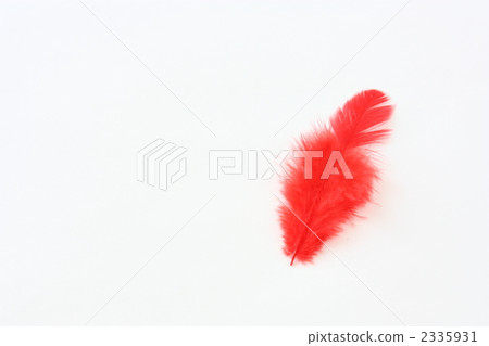 紅羽毛 2335931