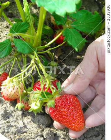 Harvesting strawberries at home garden Harvesting strawberries at home garden 2335936