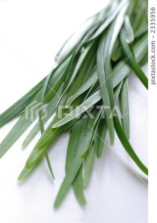 Chinese chive Chinese chive 2335956