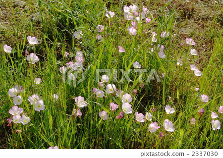 May Hirutaki Akita和Akabane家族09 May Hirutaki Akita和Akabane家族09 2337030