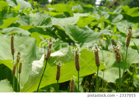 May Hella psyllium / Psyllidae 02 2337055