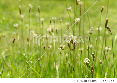 May Hellaobao / Psyllidae 03 May Hellaobao / Psyllidae 03 2337056