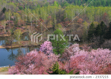 Fresh green and cherry blossoms in Higashi Ming Park in Bibai City (sideways) 2337215