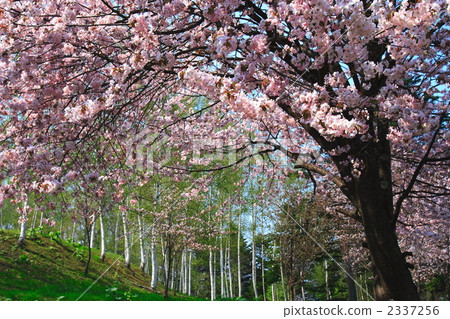 富良野市櫻花和白樺(側身) 富良野市櫻花和白樺(側身) 2337256