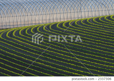 乙烯基房子和土坎01 2337306