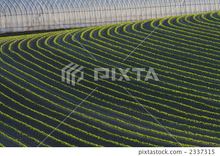 乙烯基房子和土坎02 2337315