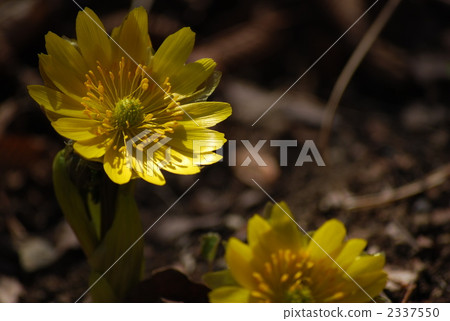 far east amur adonis, adonis ramosa, bloom 2337550
