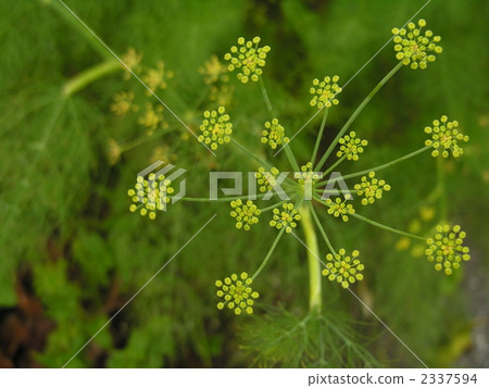 Bud of Dill Dill 2337594