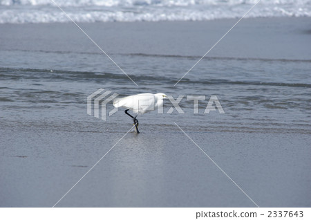 A heron running along the coastline 2337643