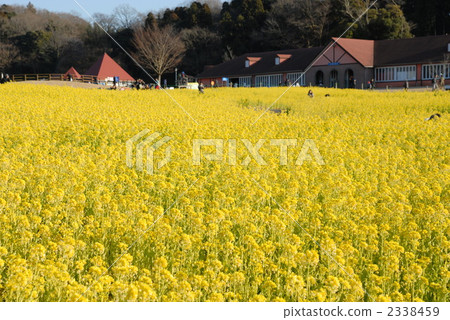 Rapeseed field 2338459