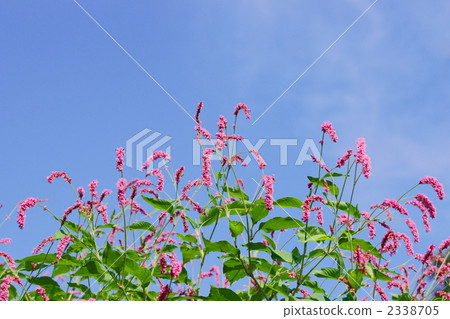 Oketade Oketade 2338705