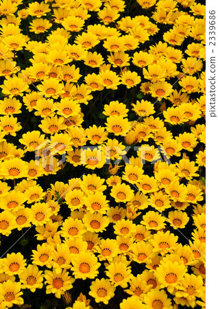 Gazania 2339686