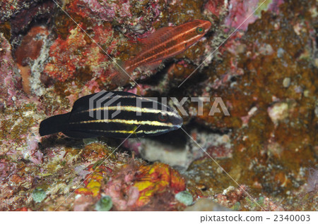 Noodle Budai Noodle Budai 2340003