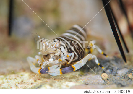 Yokoshima蝦 Yokoshima蝦 2340019