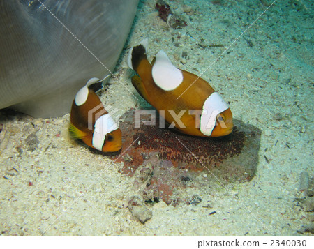 Touaka Anemonefish Touaka Anemonefish 2340030