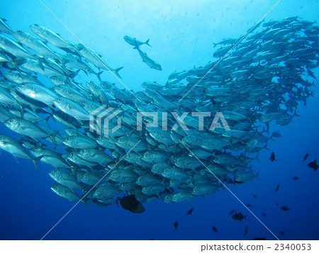 Gingame bean 2340053