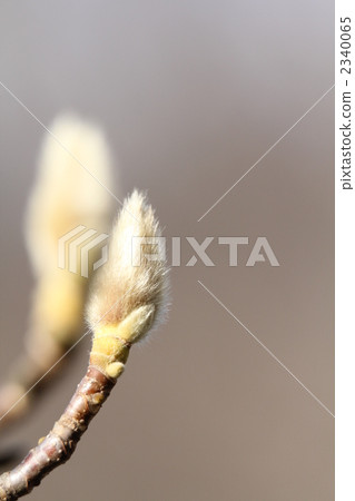 White magnolia bud White magnolia bud 2340065