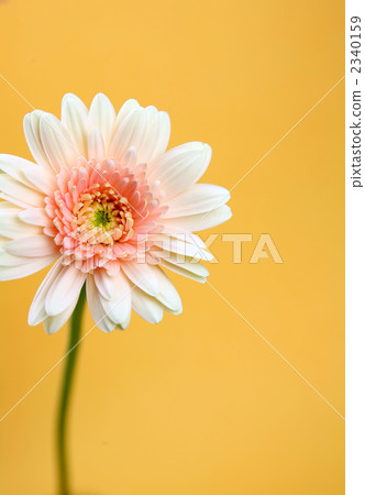 花朵 花 花卉 2340159