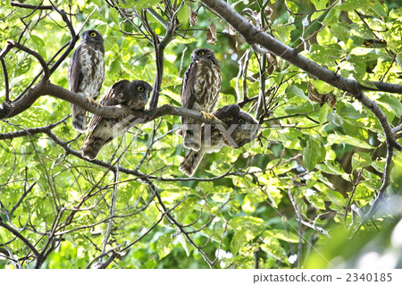 Aobazuku 4 brothers 2340185