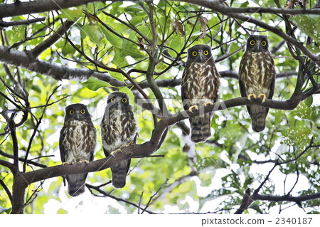 Aobazuku 4 brothers 2340187