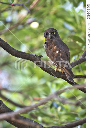 Aobazuku Aobazuku 2340195