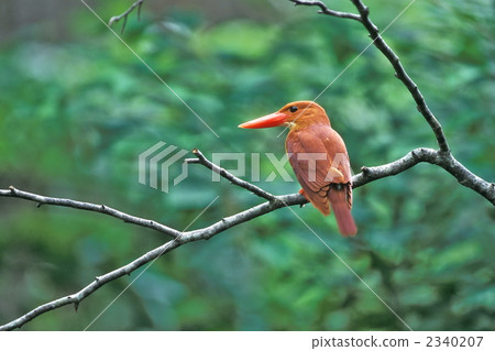 Akashoubin Akashoubin 2340207