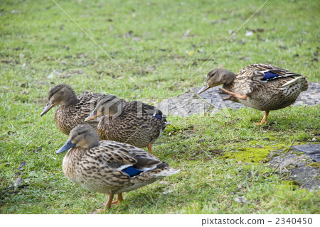 duck, shorebird, water fowl 2340450