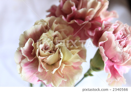 carnation, carnations, floral arrangement 2340566