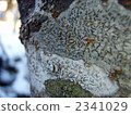 moss, lichens, Lichenes 2341029