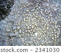 porpidia, lichens, Lichenes 2341030