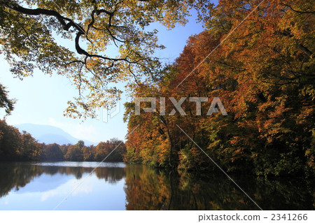 秋葉在Kamoi 2341266