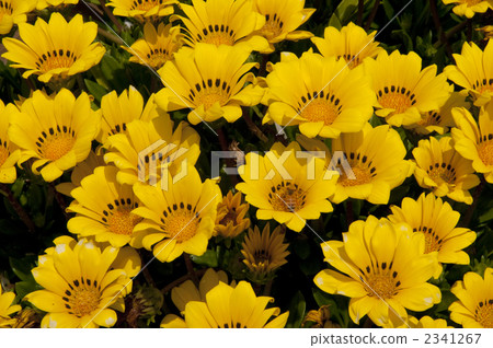 雜色菊花 2341267