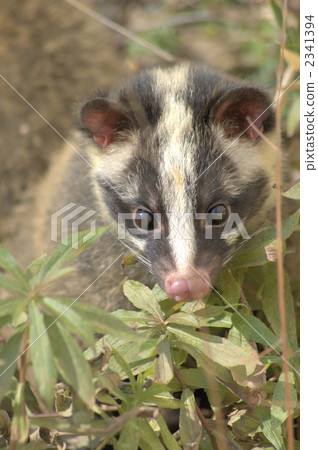 masked palm civet, harmful animals, higashiyama animals and plants garden 2341394