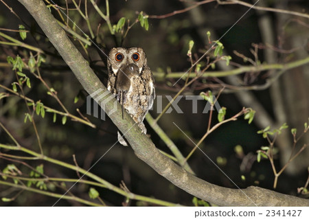巨角鴞 2341427