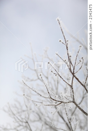 frost covered tree, frost-covered tree, botanic 2341475
