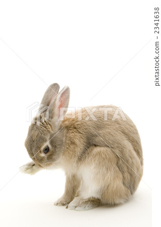 Rabbit sitting pose 2341638