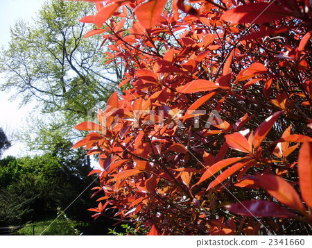 Benikanamemochi 2341660