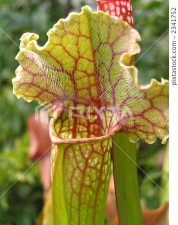 Insect leaf of Salacenia (garden cultivar) 2341752