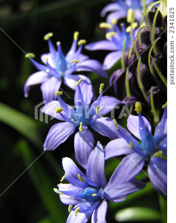 Schiller Perbiana Schiller Perbiana 2341825