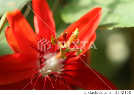 紅花鰹魚 2342198