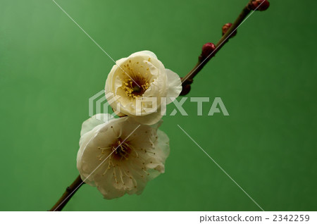 白梅（Negishi背） 2342259