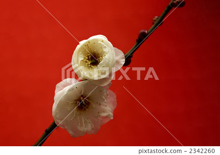 白梅（紅包） 2342260