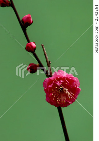 紅梅(Negishi背) 紅梅(Negishi背) 2342261