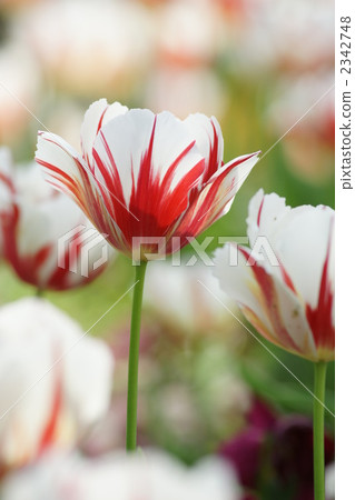 鬱金香紅色白色 鬱金香紅色白色 2342748