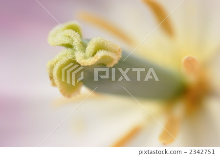 Tulip bamboo shoot up Tulip bamboo shoot up 2342751